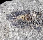 Pennaeus sp. FABRICIUS 1798 - Bild © FossNet FossilienStore